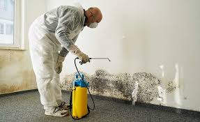 Reliable Lafourche Crossing, LA Mold Removal & Remediation Solutions